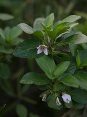 Solanum guineense