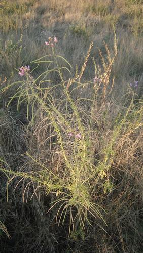 Image of Cleome hirta by (c) Shaun Swanepoel, some rights reserved (CC BY)