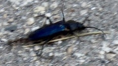 Semanotus amethystinus