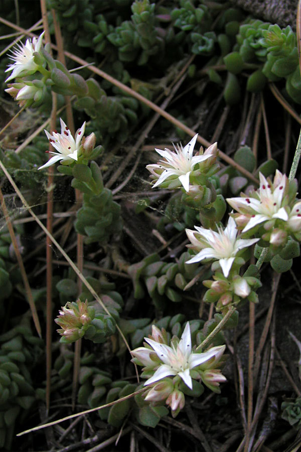 Sedum niveum