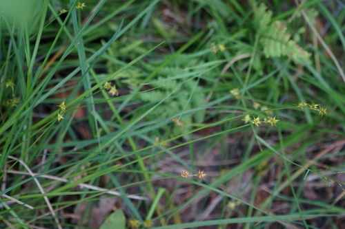 Carex echinata iNat (1)