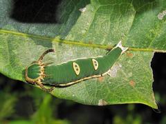 Charaxes wakefieldi