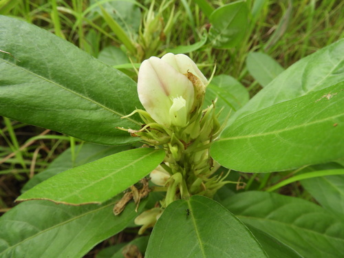 Macrotyloma fimbriatum