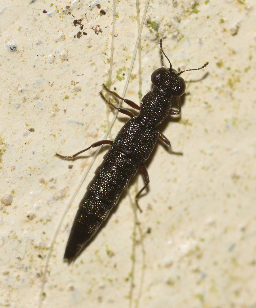 Stenus brunnipes