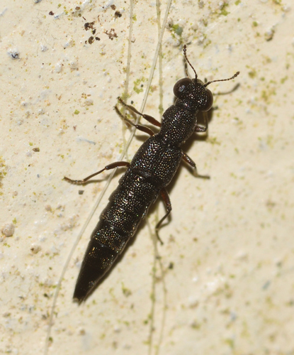 Stenus brunnipes