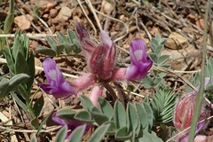 Astragalus shortianus