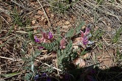 Astragalus shortianus
