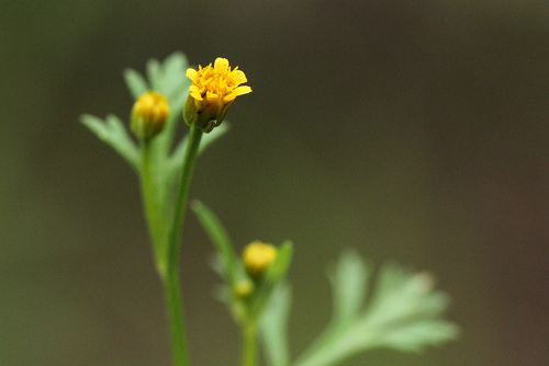 Chrysanthellum indicum subsp. afroamericanum image