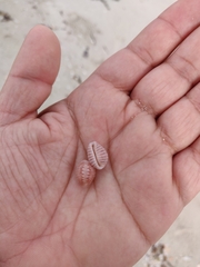 Pusula solandri