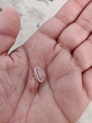 Pusula solandri