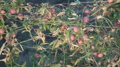 Dactyliandra welwitschii