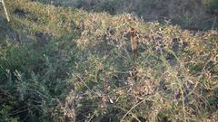 Dactyliandra welwitschii