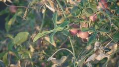 Dactyliandra welwitschii