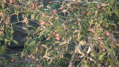 Dactyliandra welwitschii