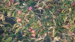 Dactyliandra welwitschii