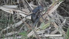 Acanthoplus discoidalis