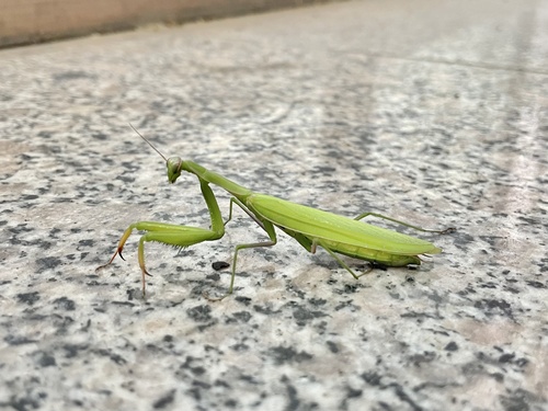 European Mantis