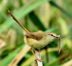 Prinia subflava pondoensis