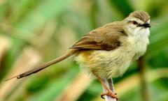 Prinia subflava pondoensis