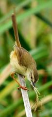 Prinia subflava pondoensis