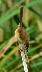 Prinia subflava pondoensis
