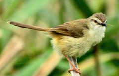 Prinia subflava pondoensis