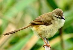 Prinia subflava pondoensis