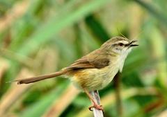Prinia subflava pondoensis