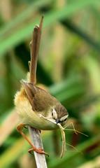 Prinia subflava pondoensis