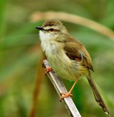 Prinia subflava pondoensis