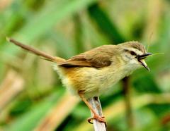 Prinia subflava pondoensis