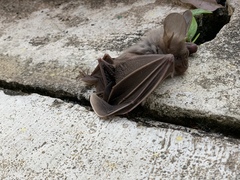 Megaderma spasma