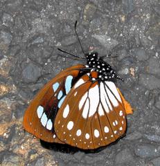 Charaxes wakefieldi