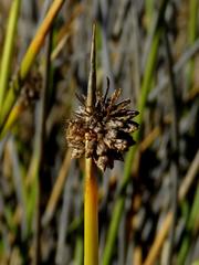 Afroscirpoides dioeca