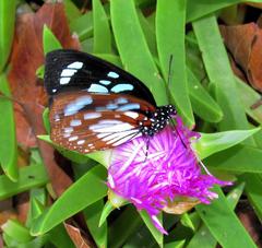 Charaxes wakefieldi
