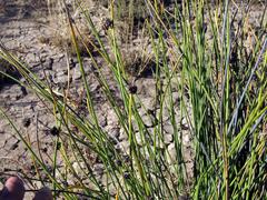 Afroscirpoides dioeca