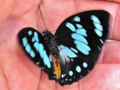 Charaxes wakefieldi