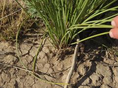 Afroscirpoides dioeca