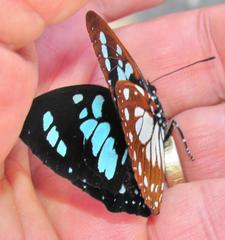 Charaxes wakefieldi