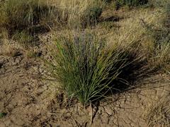 Afroscirpoides dioeca