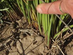 Afroscirpoides dioeca