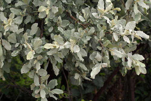 Brachylaena discolor var. rotundata image