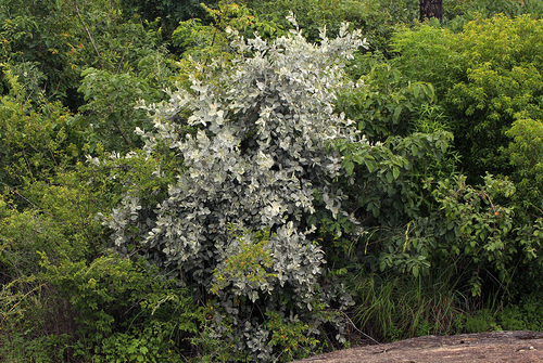 Brachylaena discolor var. rotundata image