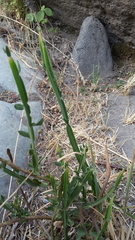 Baccharis sagittalis