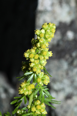 Artemisia aurata