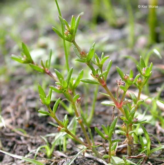 Crassula solieri