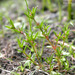 Little Pygmyweed - Photo (c) 2003 Keir Morse, some rights reserved (CC BY-NC-SA)