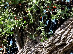 Viscum rotundifolium
