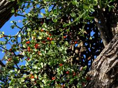 Viscum rotundifolium