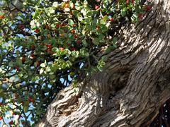 Viscum rotundifolium